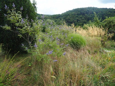 Vitex agnus-castus Miscanthus Gracillimus Stipa gigantea P7300018.JPG