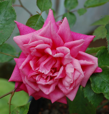 Marie_dOrleans_0010__28199.jpg