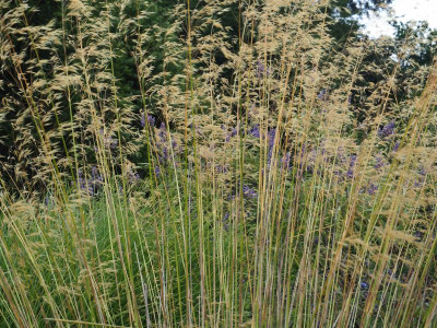 Stipa gigantea vor Vitex agnus-castus P7300025.JPG
