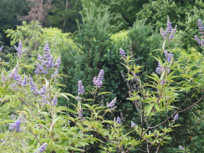 Vitex agnus-castus vor Taxus P7300026.JPG