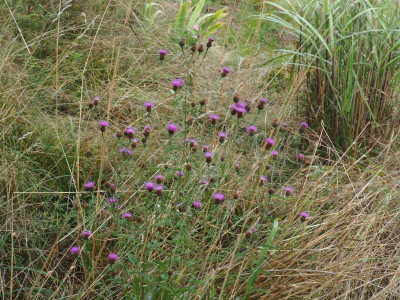 Centaurea nigra P7300029.JPG
