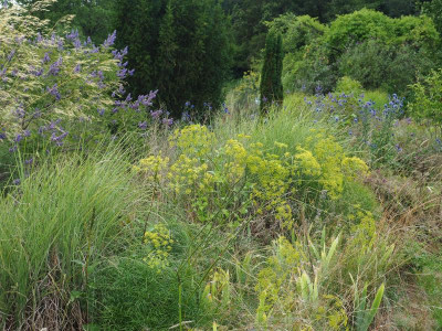 Peucedanum officinalis Vitex agnus-castus Echinops bannaticus P7300030.JPG