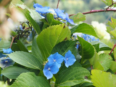 blaue Hortensien mit Brombeeren P7300002.JPG