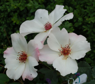 White_Wings_0010__S1_27341.jpg