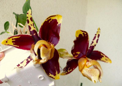 Stanhopea_tigrinaP1170080.JPG