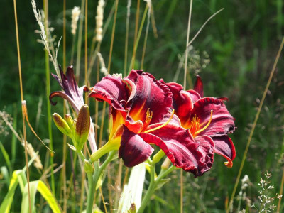 Ed Murray P6300574.JPG