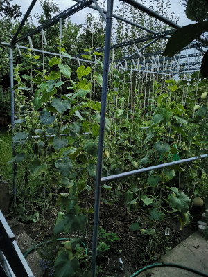 Gurken 20230807.jpeg