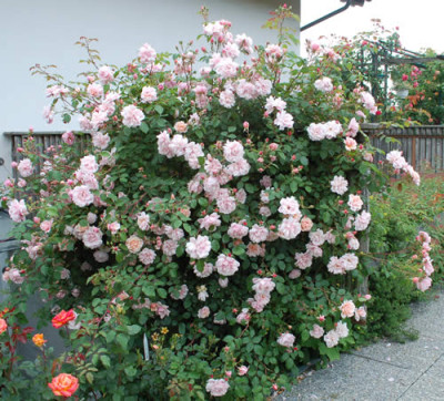 Albertine_0010__27864.jpg