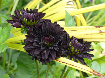 2023-08-08 Dahlia 'Czarny Charakter' 1.jpg