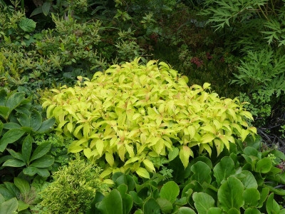 2023-08-08 Cornus sericea 'Kelsey's Gold' 1.jpg