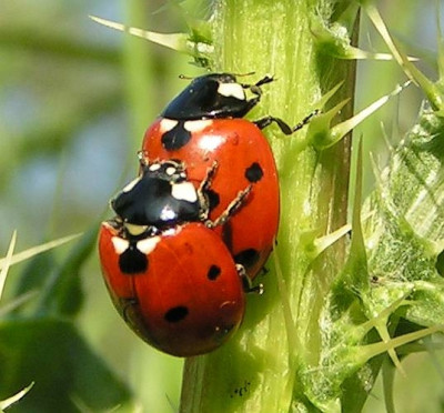 Coccinella_septempunctata_-_Siebenpunkt_08.jpg