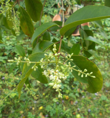 DSCN5417_Ligustrum_lucidum.jpg