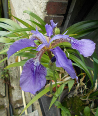 DSCN5401_Iris_tectorum.jpg
