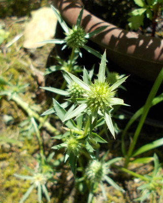 DSCN5300_vielleicht_Eryngium.jpg
