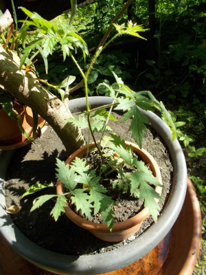 DSCN5259_unbekannt.jpg