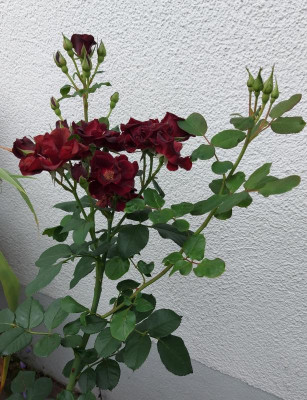 20230809_162519.jpg