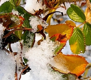 Img_1265-Rosenlaub_mit_Schnee-98-2.jpg
