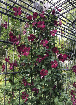 IMG_2187.jpeg