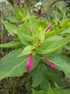 DSCN5410_vielleicht_Mirabilis.jpg
