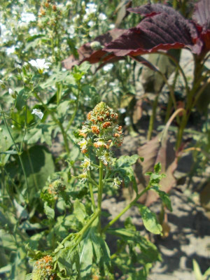 DSCN5324_vielleicht_Reseda.jpg