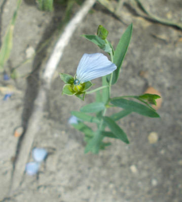 DSCN5316_vielleicht_Lein.jpg