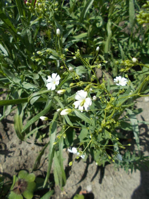 DSCN5277_Israel_weiss.jpg