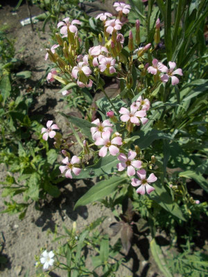 DSCN5276_Israel_rosa.jpg