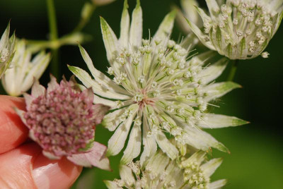 Astrantia-Vergleich-1.jpg
