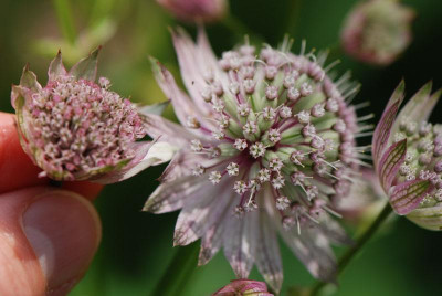 Astrantia-Vergleich-2.jpg