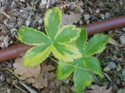 Astrantiablatt.jpg