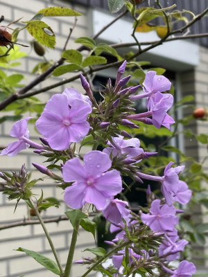 IMG_8077.jpeg