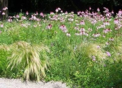 000_2954_Beet_mit_Echinacea_pallida_Hermannshof.jpg