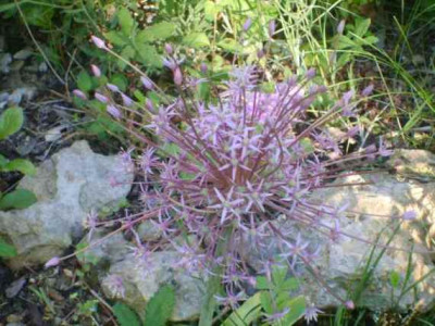 Allium1.jpg