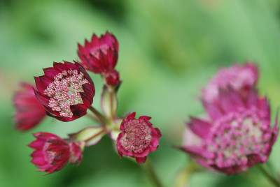 Astrantia-Vergleich-3.jpg