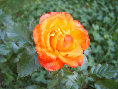 orange-rot22.06.08.jpg