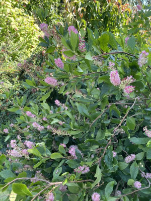 Clethra alnifolia Rubi Spice August 2023.jpg