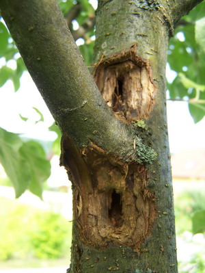 Apfelbaum1.JPG