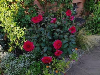 Foerstergarten20230810_175948.jpg