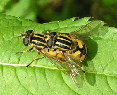 Helophilus_pendulus_-_Gemeine_Sumpfschwebfliege_13.jpg
