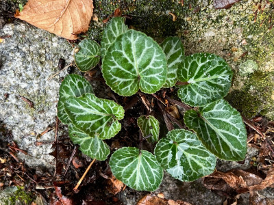 2023-08-10 Viola variegata.jpg