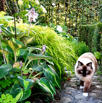 Touch of class und Miss Sophie.jpg
