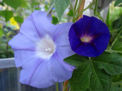 Ipomoea-pubescens-Vergleich.jpg