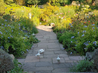 Foerstergarten20230810_180737_HDR.jpg