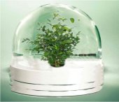 Green_Dome.JPG
