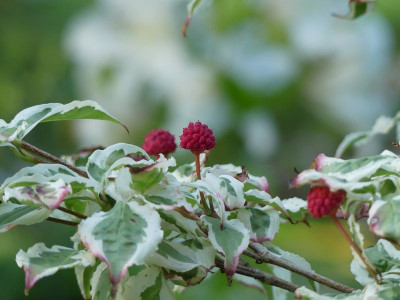 2023-08-11 Cornus kousa 'Snowboy' 2.jpg