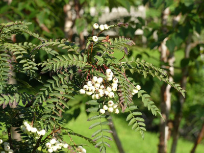 2023-08-11 Sorbus koehneana.jpg
