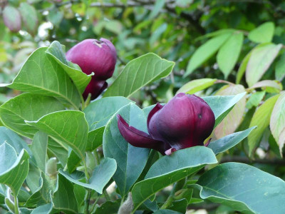 2023-08-11 Magnolia 'Genie'.jpg