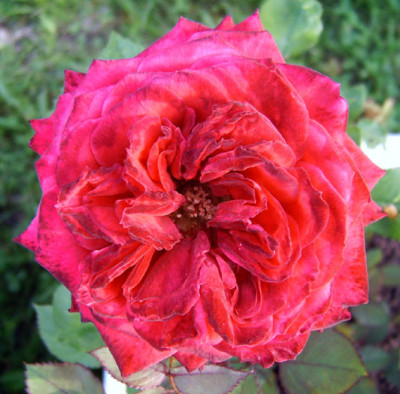 Unbekannt1_22.06.08.jpg