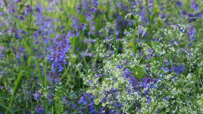 Nepeta Walker's Low und Galium mollugo b P6040058.JPG