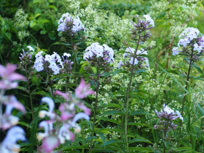 PHlox Fliederenzian Galium mollugo Salvia sclarea P6290009.JPG